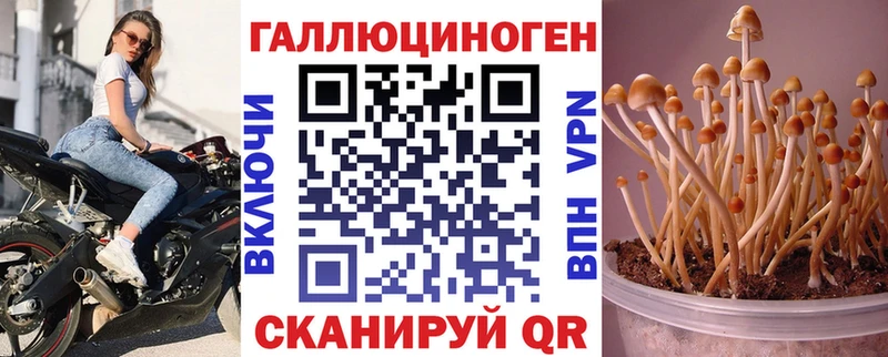 Псилоцибиновые грибы Psilocybine cubensis Донской
